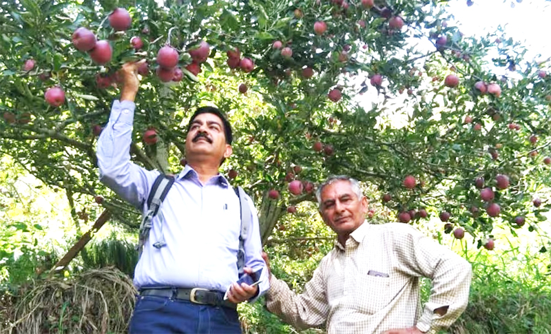 Apple Cultivation