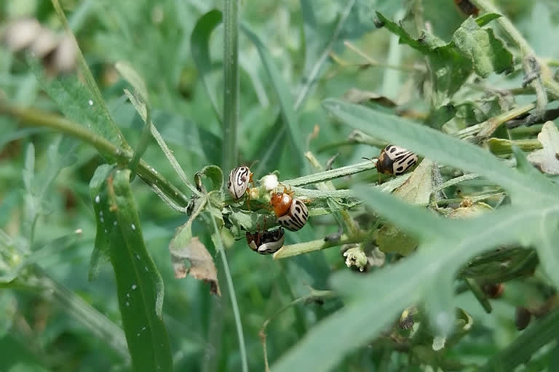 Carrot Grass