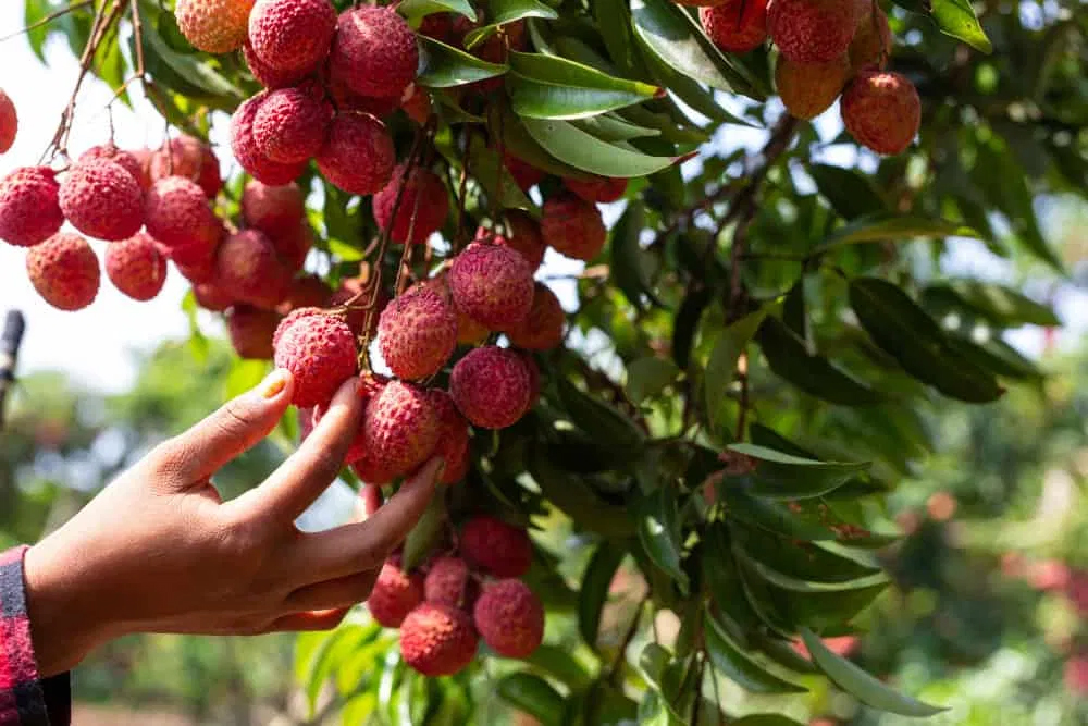 Litchi Crop