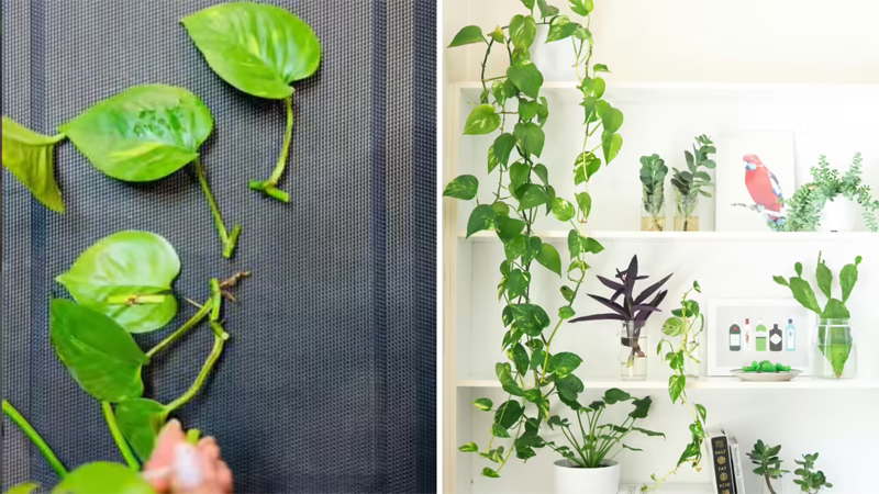 Money Plant Vastu