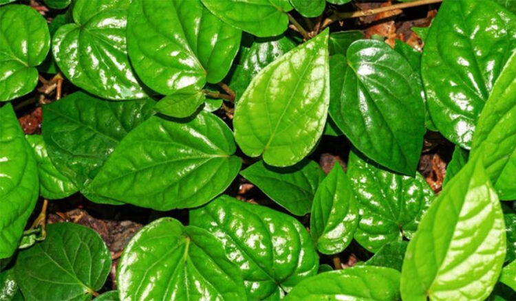 Paan Ki Kheti
