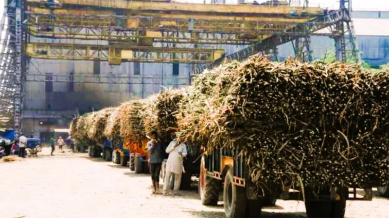 Sugarcane Seeds
