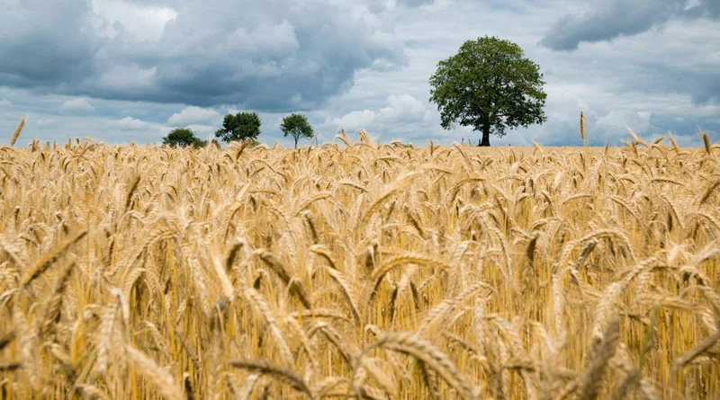 Wheat Production