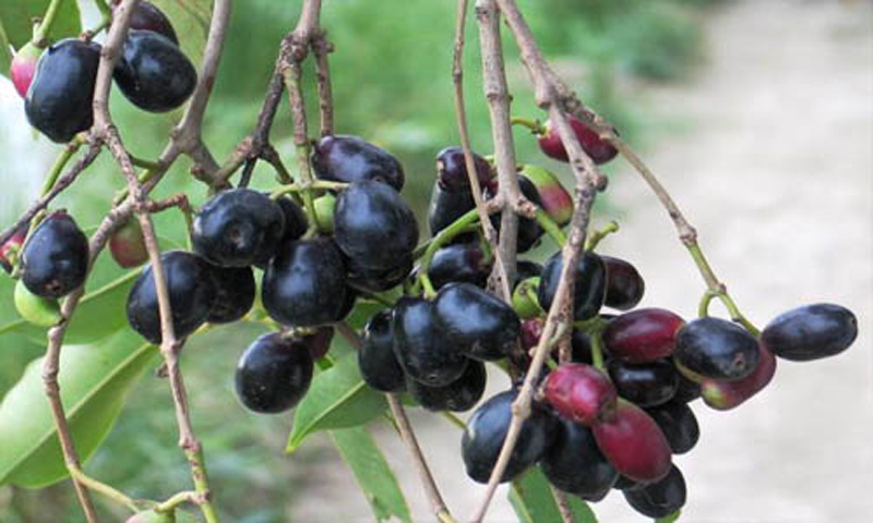 Black Plum Benefits