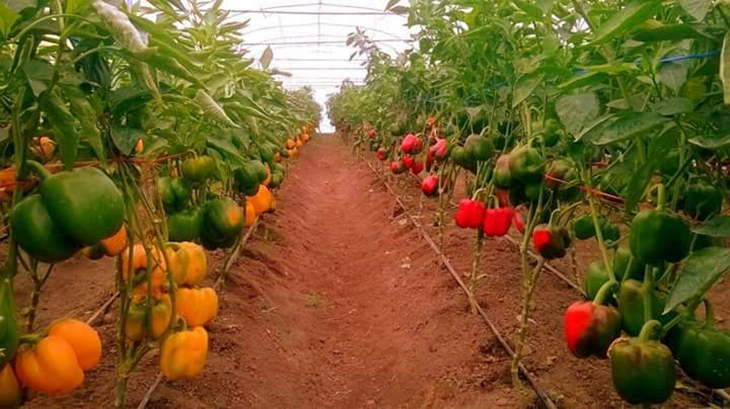 Capsicum Farming