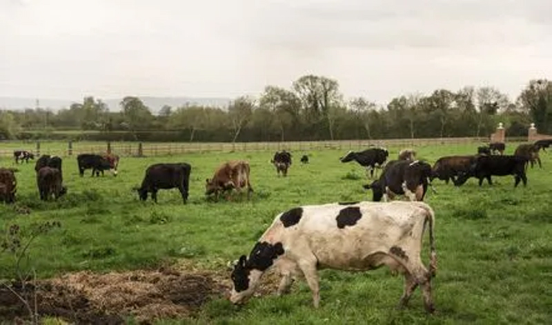 Animal Husbandry