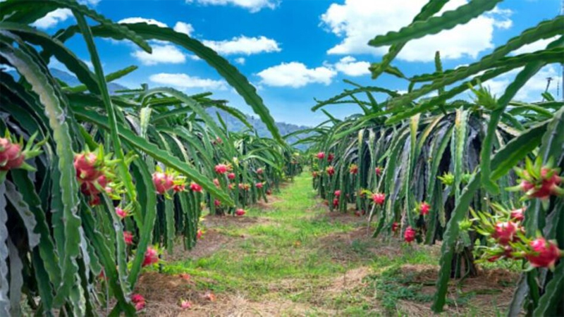 Fruit Cultivation