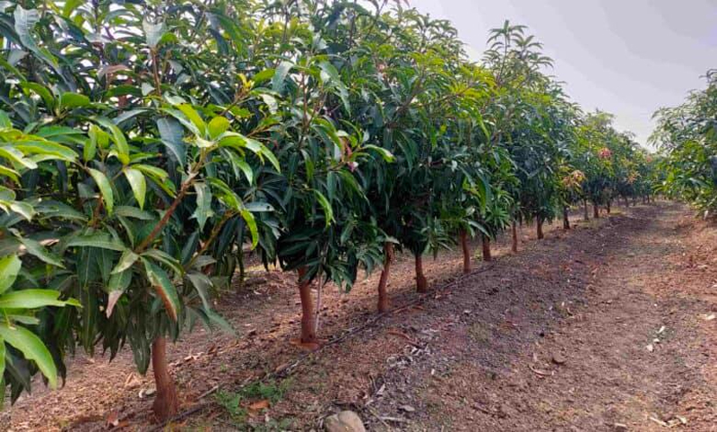 Mango farmers