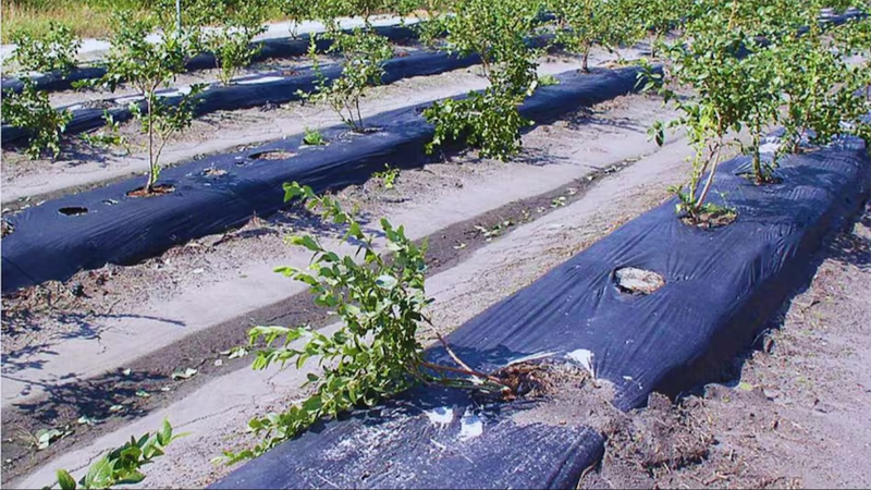 Mulching process