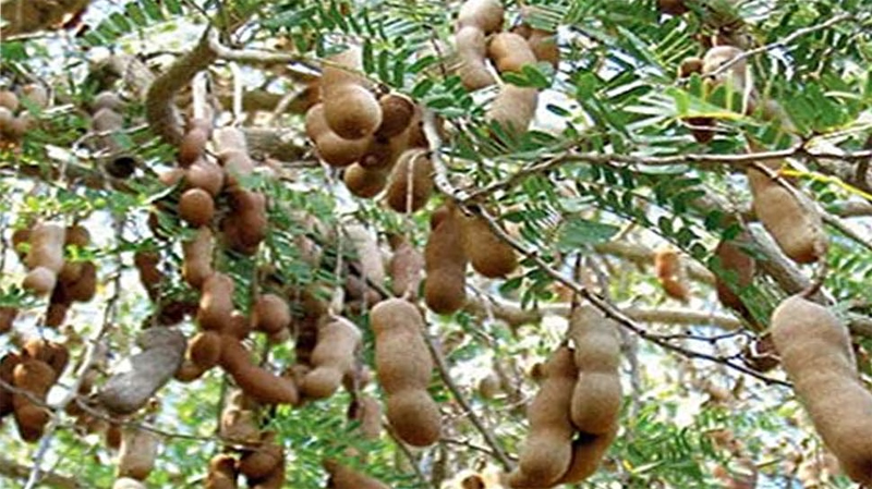 Tamarind Plant