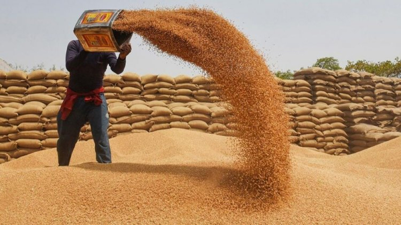 Wheat Procurement
