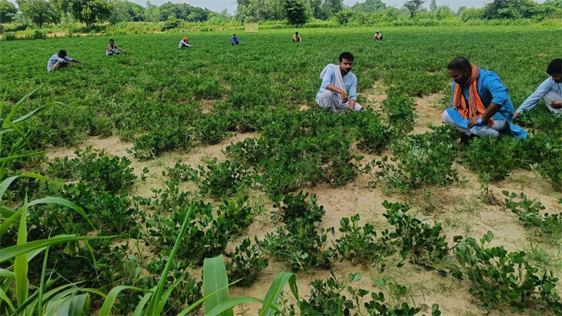 intercropping Kheti