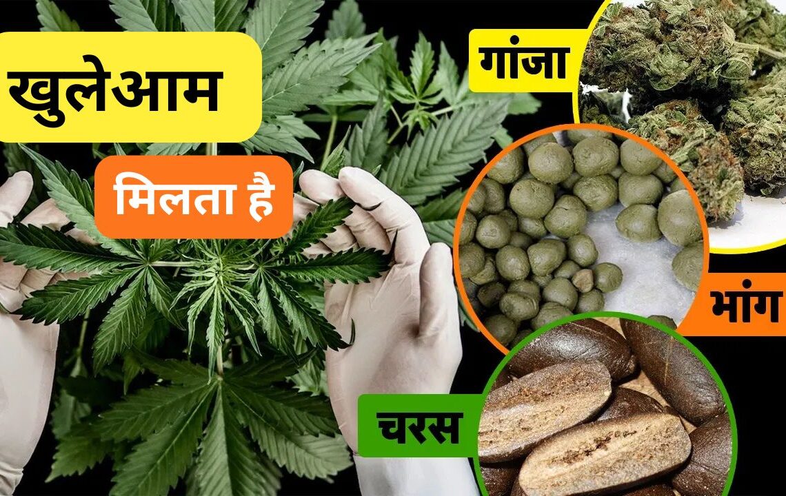 भारत के ऐसे 5 शहर जहां गैरकानूनी होने के बाद भी खुलेआम मिलता है गांजा
