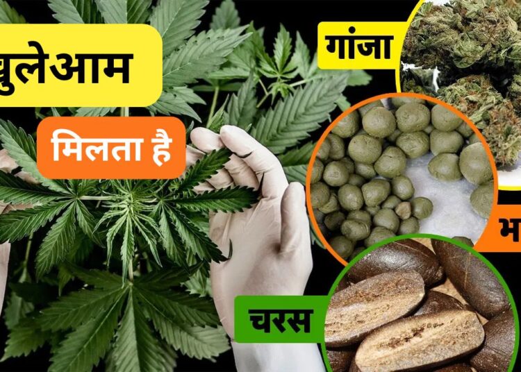 भारत के ऐसे 5 शहर जहां गैरकानूनी होने के बाद भी खुलेआम मिलता है गांजा