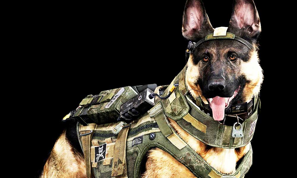 Armed Force Dogs
