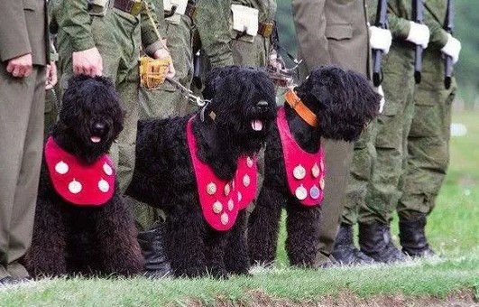 Armed Force Dogs