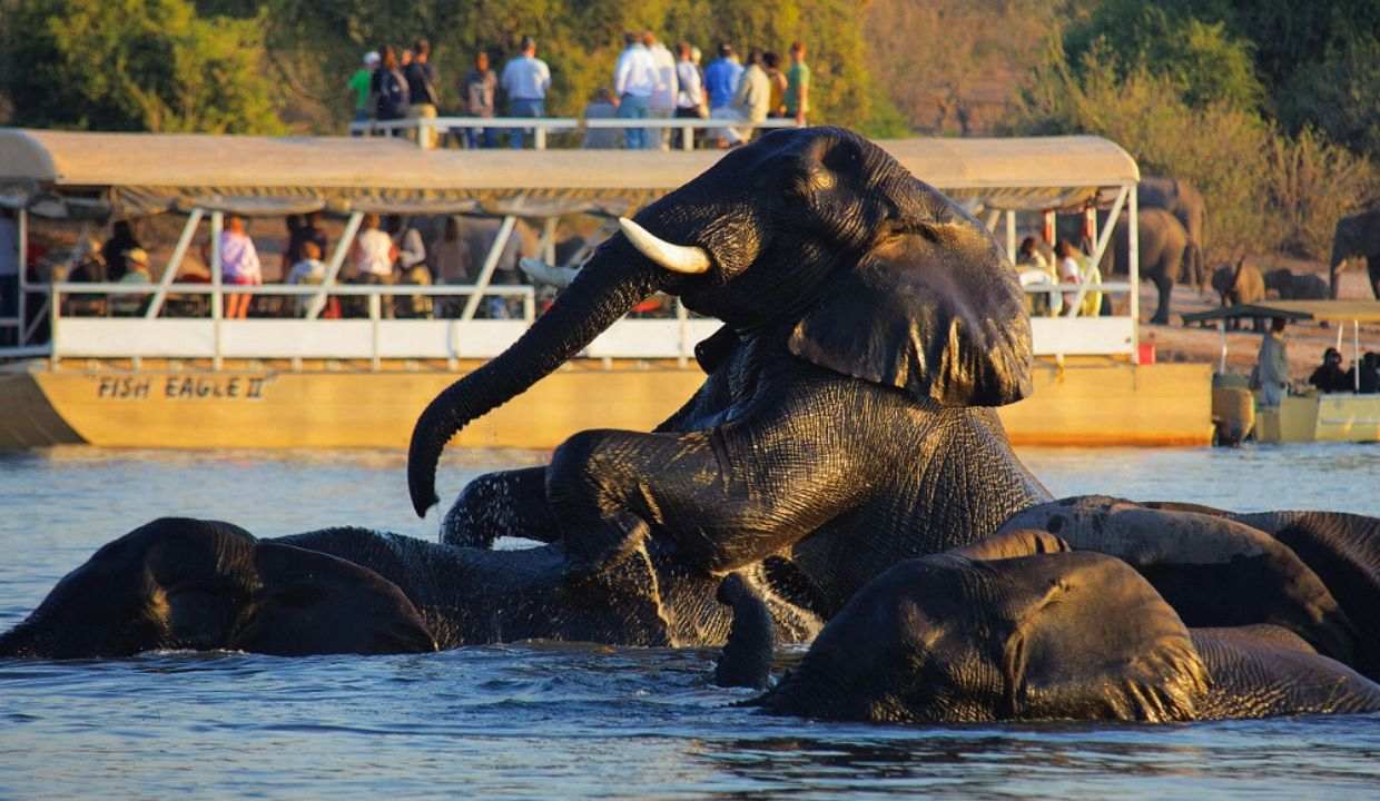 Bharat 79 11zon Chobe National Park