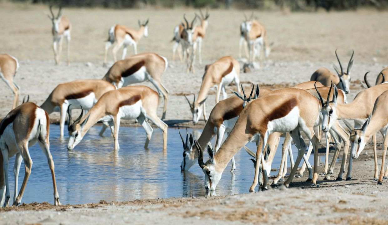 Bharat 82 11zon Nxai Pan National Park