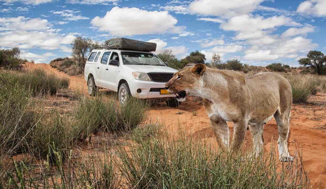 Bharat 84 11zon Kgalagadi Tranfrontier Park
