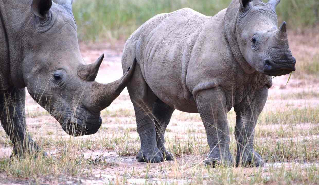 Bharat 85 11zon Mokolodi Game Reserve