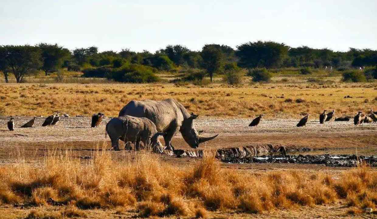 Bharat 87 11zon (Khama Rhino Sanctuary)