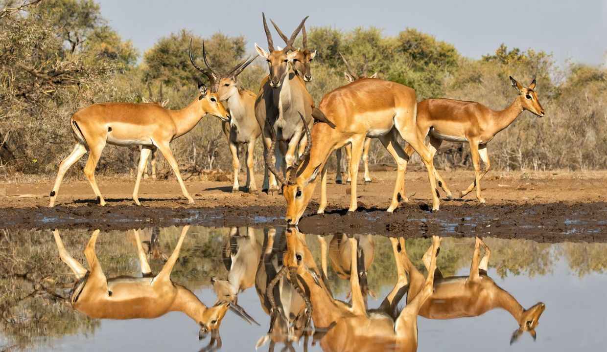 Bharat 92 11zon Tuli block