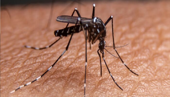 डेंगू के शिकार होने से बच सकते हैं