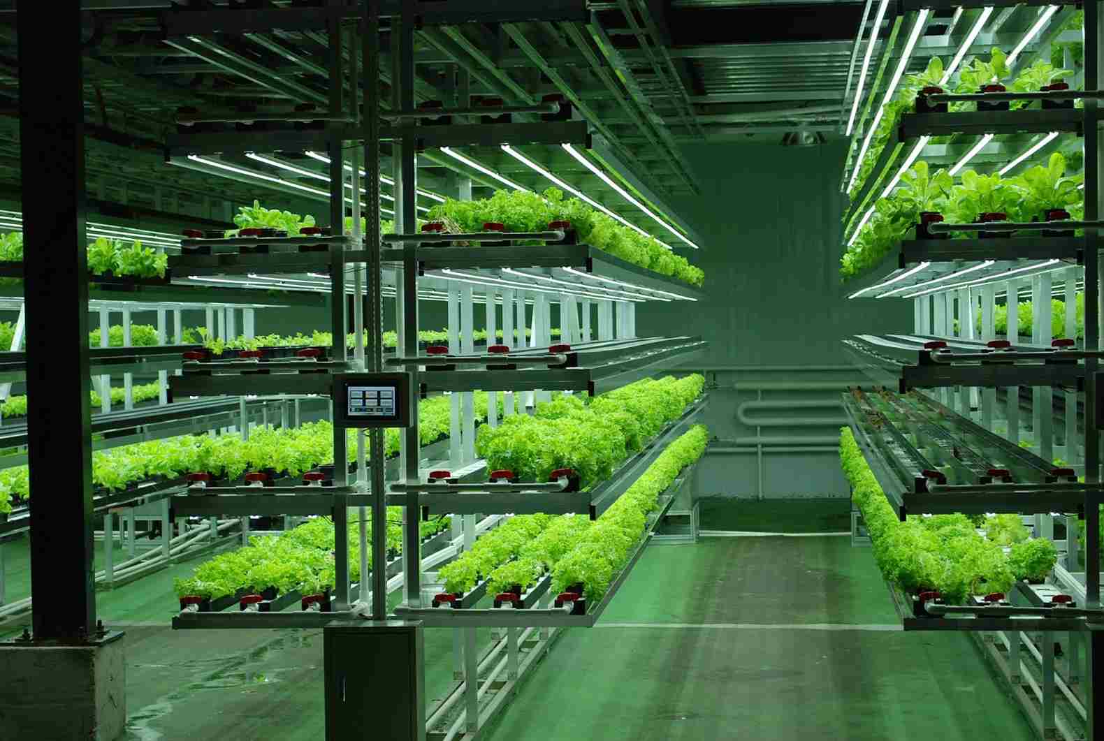 Aeroponic Farming