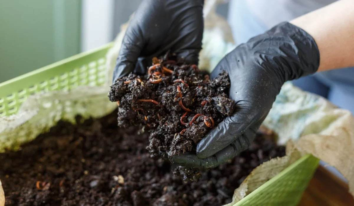 Vermicompost