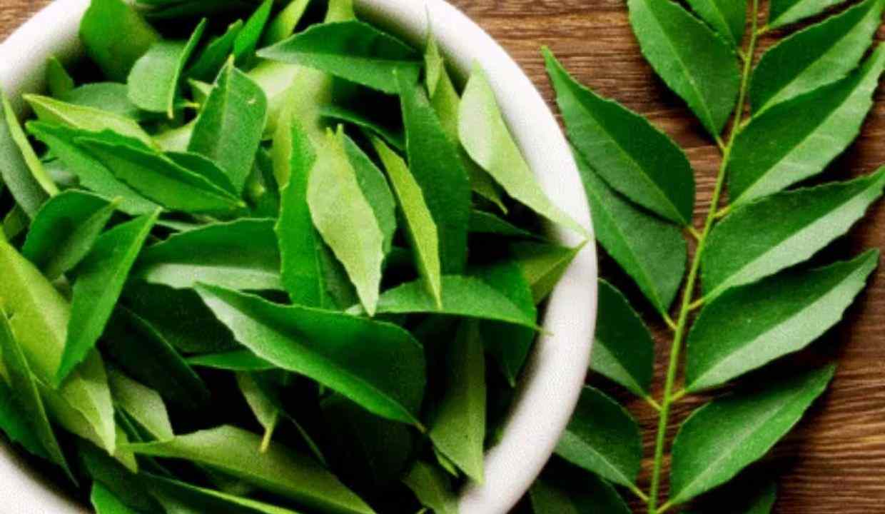 करी पत्ता