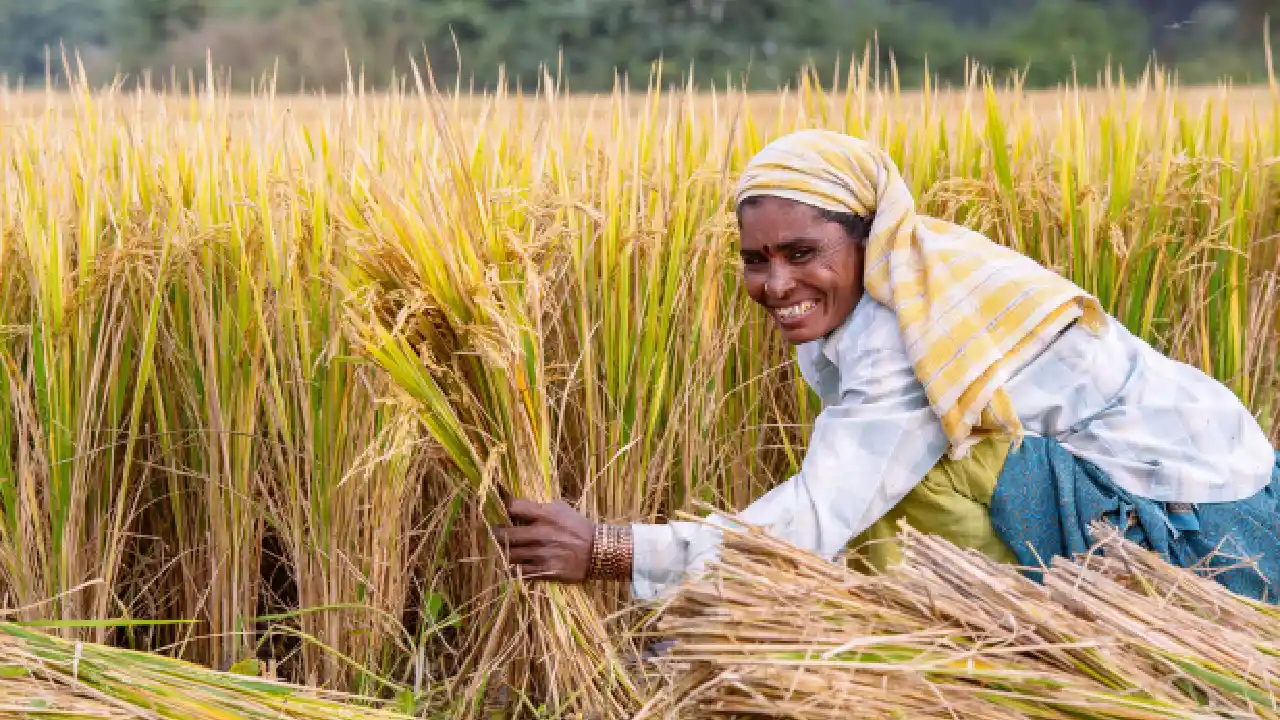 भारत की कृषि नीति में 8 ज़रूरी सुधार