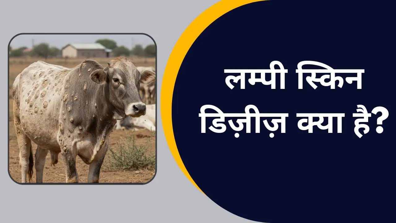 लम्पी स्किन डिज़ीज़ क्या है
