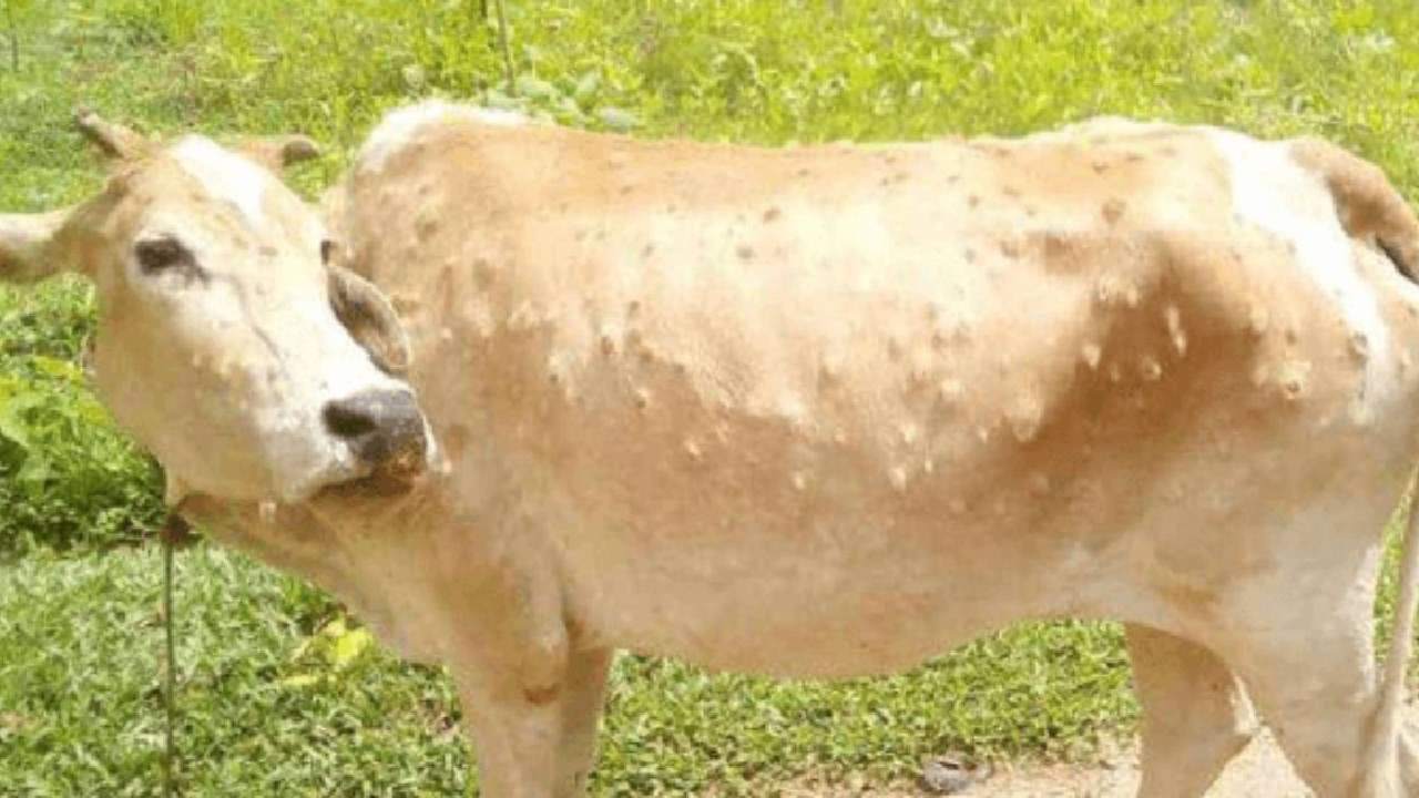 लम्पी स्किन डिज़ीज़