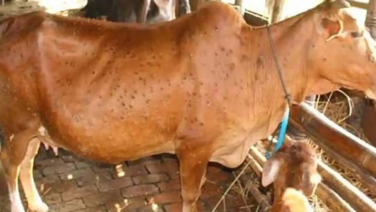 लम्पी स्किन डिज़ीज़