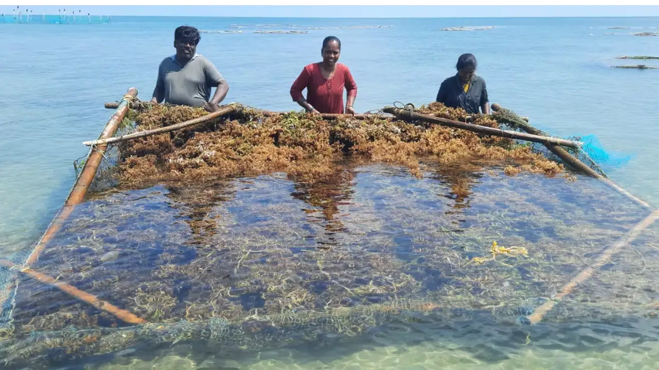 सीवीड फार्मिंग