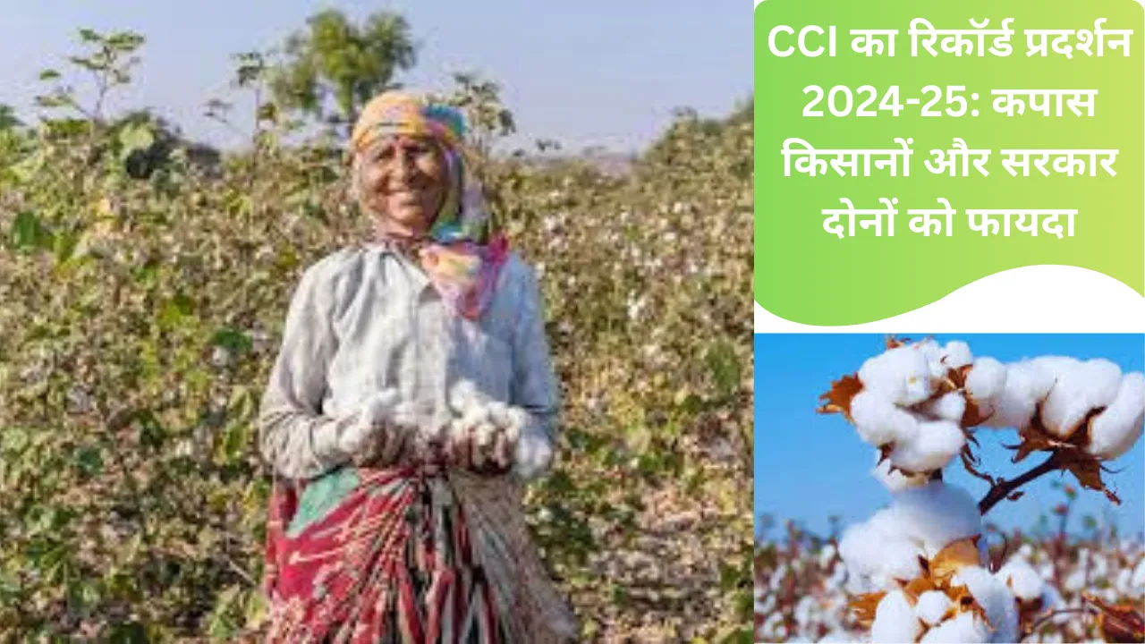 CCI का रिकॉर्ड प्रदर्शन 2024-25: कपास किसानों और सरकार दोनों को फायदा