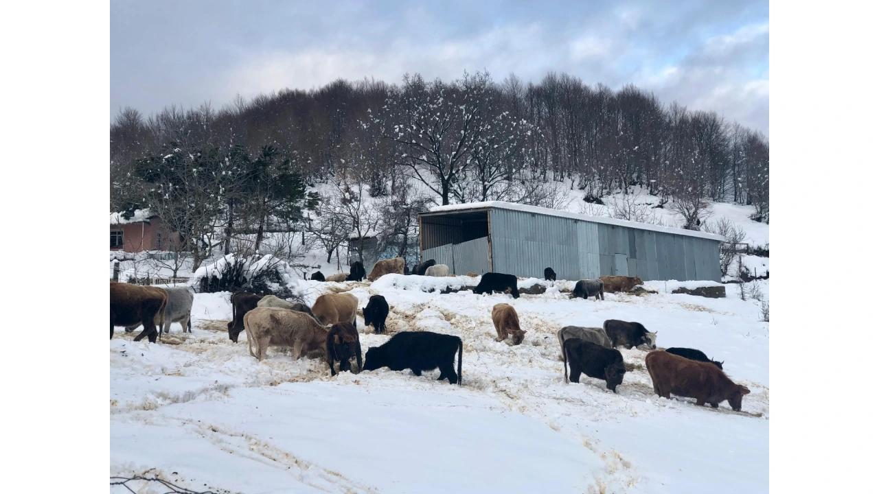 Farmers beware: USDA advises preparing for winter storms similar to bomb cyclones.