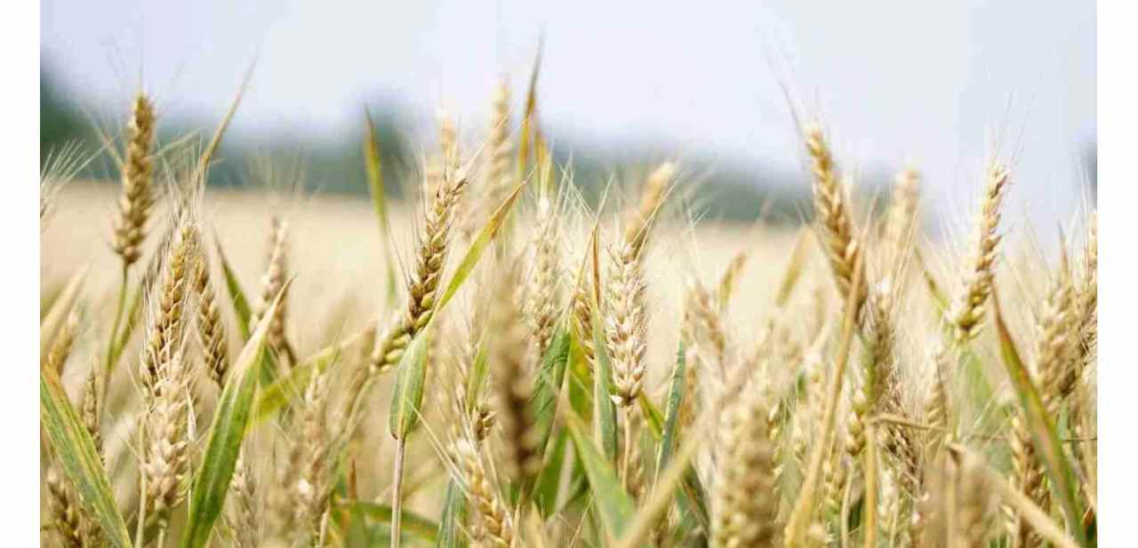 रबी सीजन 2025-26