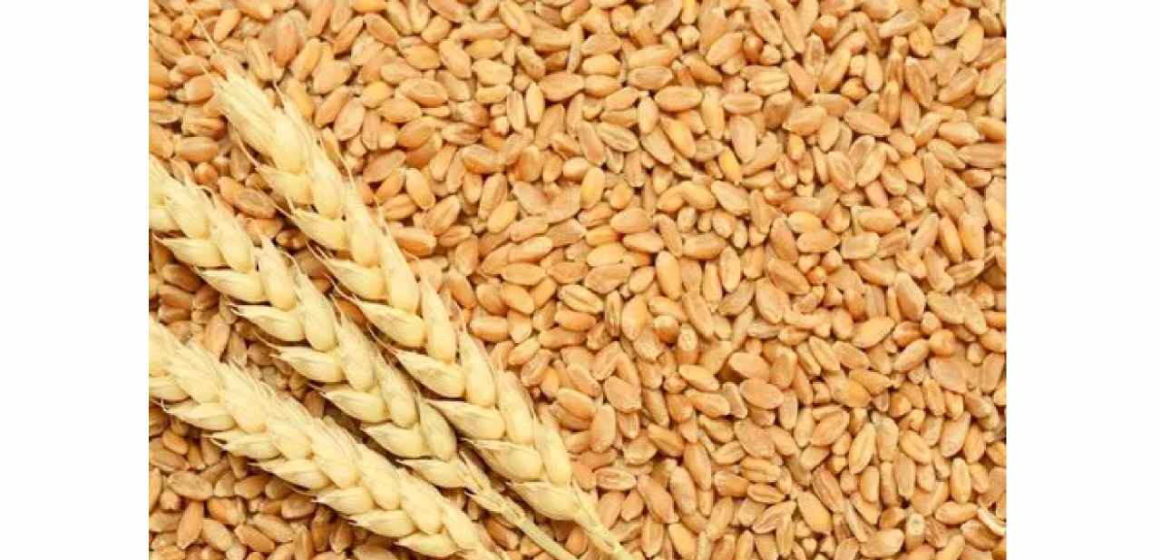 रबी सीजन 2025-26