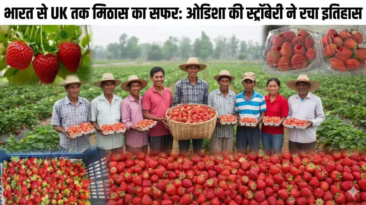 भारत से UK तक मिठास का सफर: ओडिशा की स्ट्रॉबेरी ने रचा इतिहास