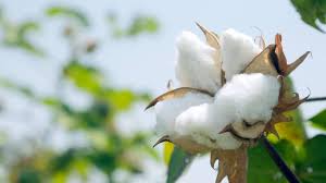 150 जिलों में 571 खरीद केंद्रों का नेटवर्क और QR कोड और ब्लॉकचेन ट्रैकिंग