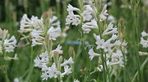 रजनीगंधा लगाने की सही विधि