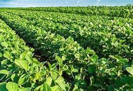 एग्रोकंसल्ट ने क्यों बढ़ाया उत्पादन अनुमान?