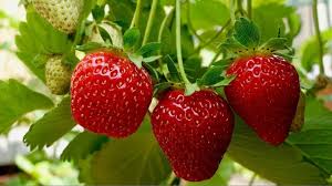 PSFPO योजना और गेट्स फाउंडेशन का सहयोग