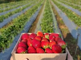 स्ट्रॉबेरी भारतीय बागवानी के लिए क्यों अहम है यह एक्सपोर्ट