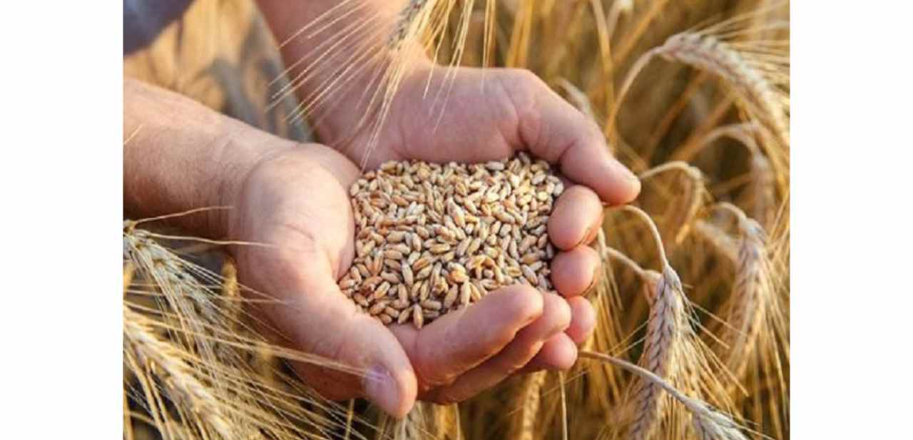 रबी सीजन 2025-26 में गेहूं की बुवाई लगभग पूरी