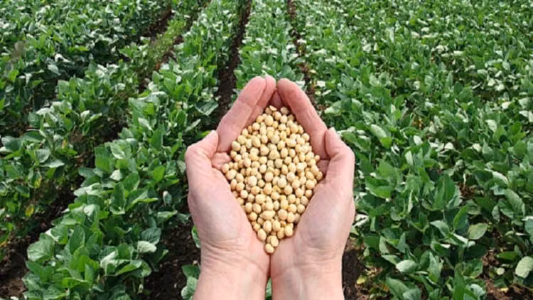 ब्राज़ील में सोयाबीन उत्पादन रिकॉर्ड स्तर पर, 182 मिलियन टन से ज़्यादा का अनुमान