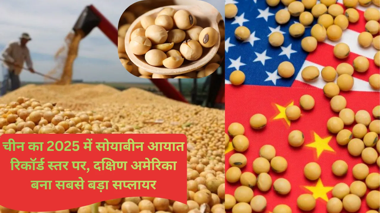 चीन का 2025 में सोयाबीन आयात रिकॉर्ड स्तर पर, दक्षिण अमेरिका बना सबसे बड़ा सप्लायर