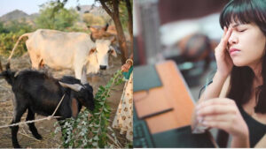 A Cow Arriving in Your Home