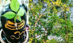 Belpatra Todne ke Niyam